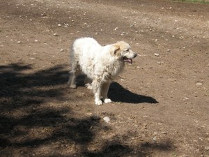 Fine old dog we rode horses with last summer.