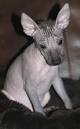 Mexican hairless